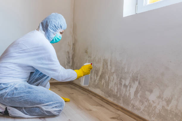 Licensed Mold Inspection service in Westville, IL - WQB Mold Removal
