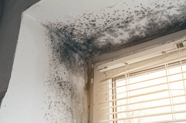 Affordable Mold Inspection solutions in Westville, IL